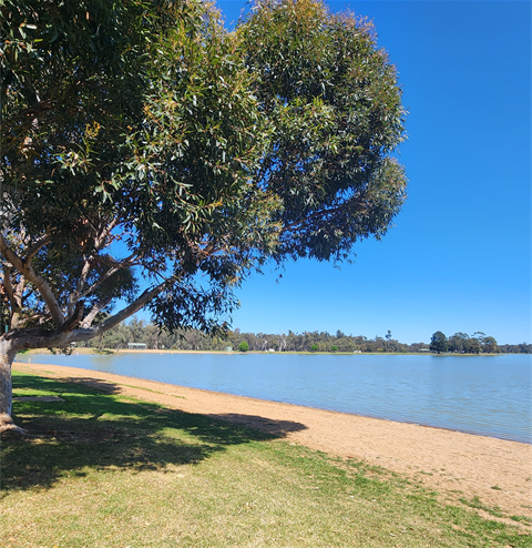 sandy beach on lake with shady tree